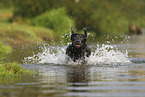 silberner Labrador Retriever