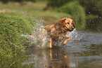 blonder Labrador Retriever