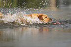 blonder Labrador Retriever