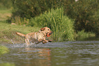 blonder Labrador Retriever