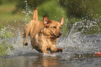 blonder Labrador Retriever