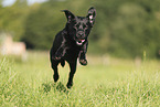 schwarzer Labrador Retriever