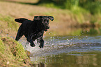 schwarzer Labrador Retriever