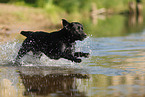 schwarzer Labrador Retriever