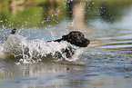 schwarzer Labrador Retriever