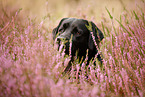 schwarzer Labrador Retriever