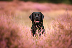 schwarzer Labrador Retriever