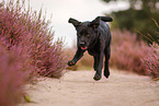 schwarzer Labrador Retriever