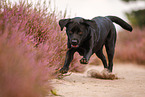 schwarzer Labrador Retriever