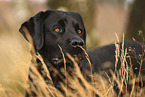 schwarzer Labrador Retriever
