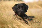 schwarzer Labrador Retriever