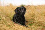 schwarzer Labrador Retriever