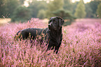 schwarzer Labrador Retriever