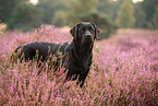 schwarzer Labrador Retriever