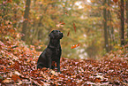schwarzer Labrador Retriever