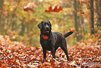 schwarzer Labrador Retriever