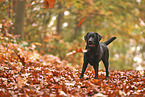 schwarzer Labrador Retriever