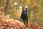 schwarzer Labrador Retriever
