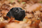 schwarzer Labrador Retriever