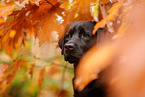 schwarzer Labrador Retriever