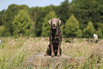 silberner Labrador Retriever