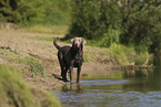 silberner Labrador Retriever