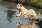 blonder Labrador Retriever