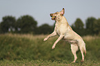 blonder Labrador Retriever