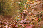 blonder Labrador Retriever