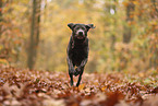 silberner Labrador Retriever