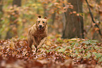 blonder Labrador Retriever