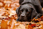 schwarzer Labrador Retriever