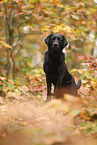 schwarzer Labrador Retriever