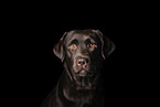 Labrador
