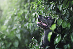 Labrador