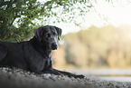 Labrador
