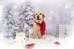 Labrador