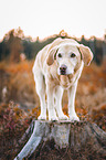 Labrador Retriever