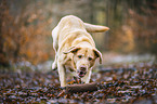 Labrador Retriever