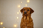Labrador Retriever in Weihnachtsdeko