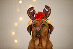 Labrador Retriever in Weihnachtsdeko