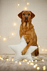 Labrador Retriever in Weihnachtsdeko