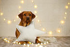 Labrador Retriever in Weihnachtsdeko
