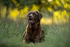Labrador Retriever