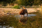 Labrador Retriever