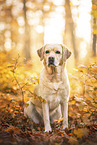 blonder Labrador Retriever