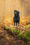schwarzer Labrador Retriever