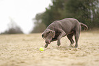 Labrador Retriever