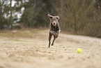 Labrador Retriever