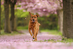 Labrador